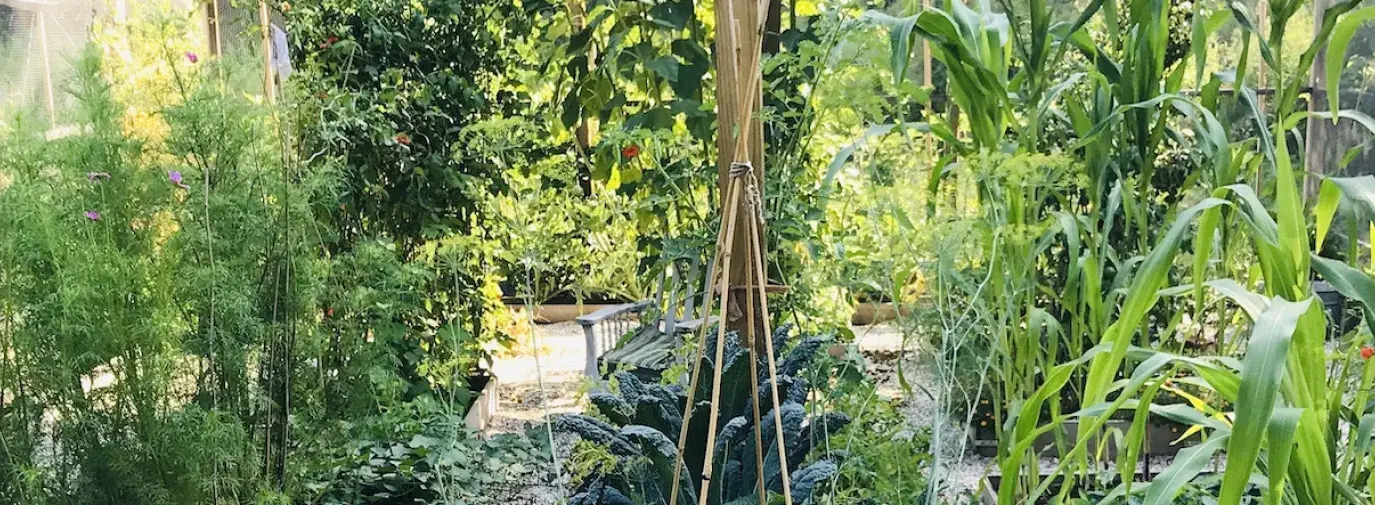 Priscilla's diverse Climate Victory Garden